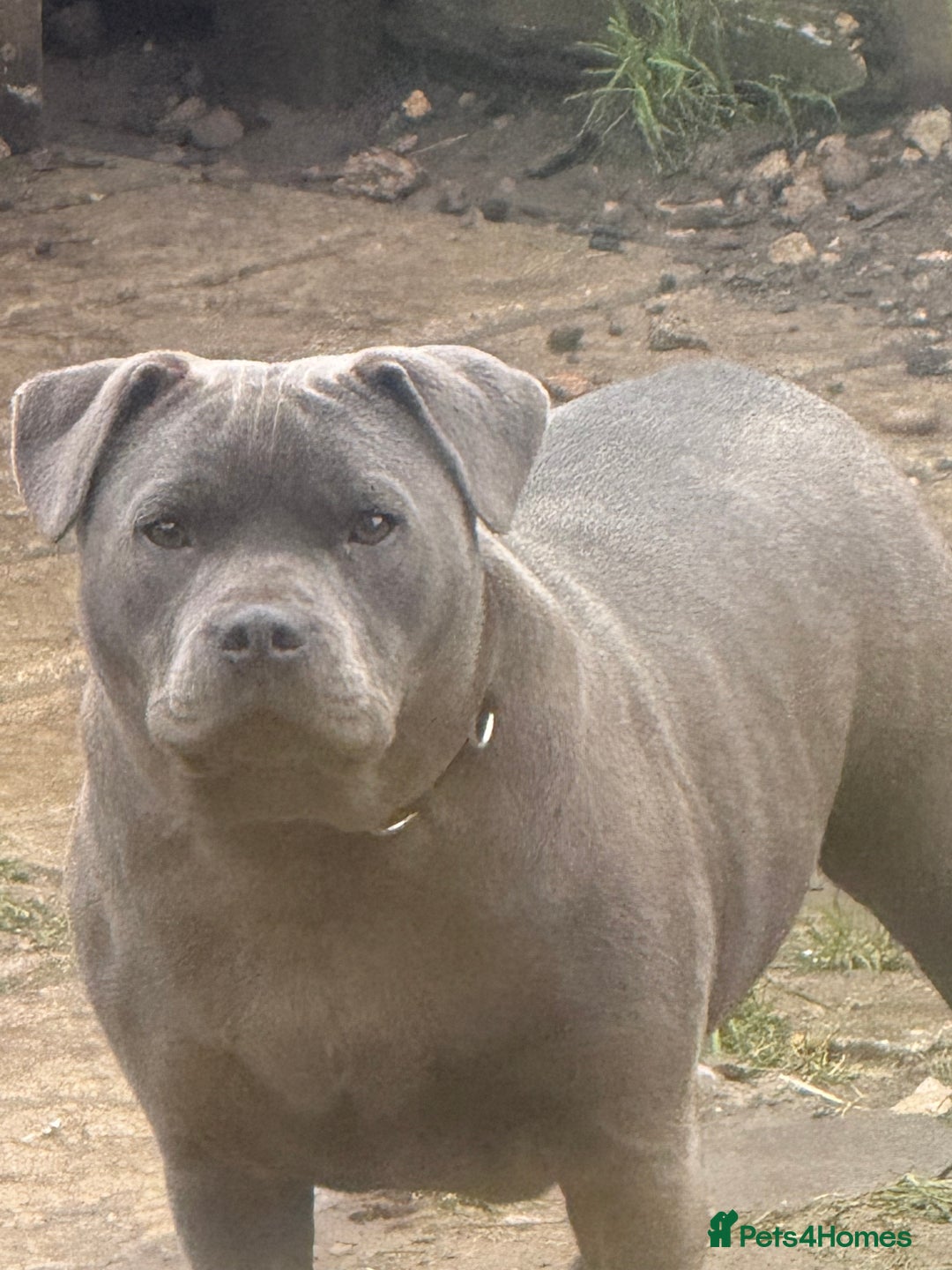 Staffordshire Bull Terrier dogs for sale: Blue staffy  - Advert 2