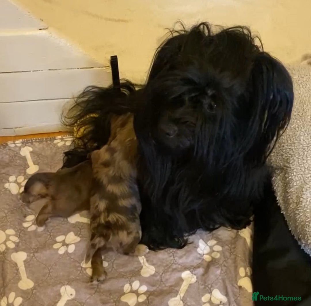 Biewer Terrier dogs for sale: Choco,black & ocean pearl Biewer Terrier - Advert 22