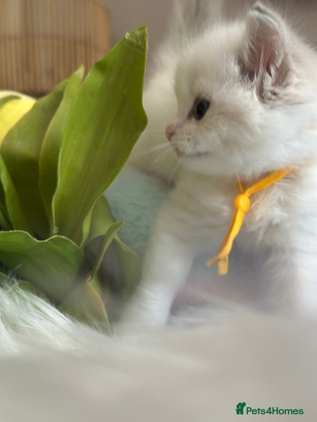 Ragdoll cats for sale: Beautiful pedigree kittens, show quality 💎❤️💎 - Image 24