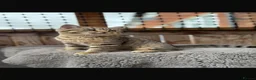 British Shorthair cats for sale: Ready to go!!! - Advert 14