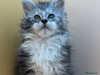 Maine Coon cats Maine Coons with Tests, Papers, Vet Checks & Vacc. - Advert 13