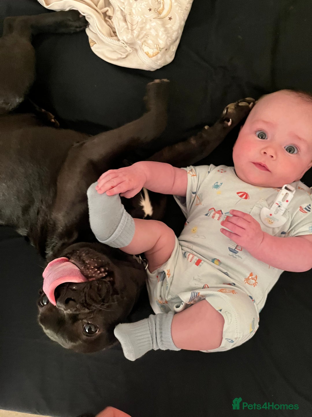 Frug dogs for sale: Female frug - Image 13