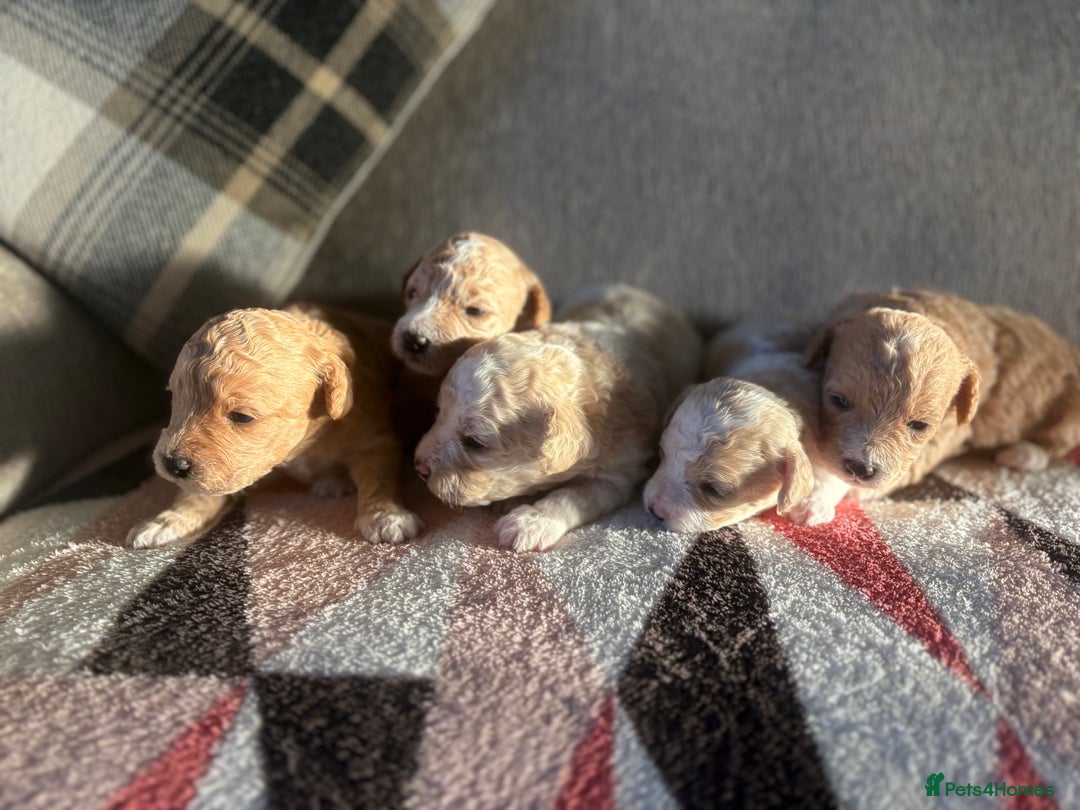 Poochon dogs for sale: Adorable Poochon Puppies  - Advert 2