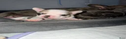 French Bulldog dogs for sale: Pedigree French Bulldog Puppies – Home-Raised - Advert 20