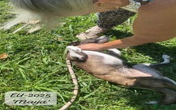 Mixed Breed dogs for adoption: Maya, 1 yr old approx, Available for adoption. - Image 13