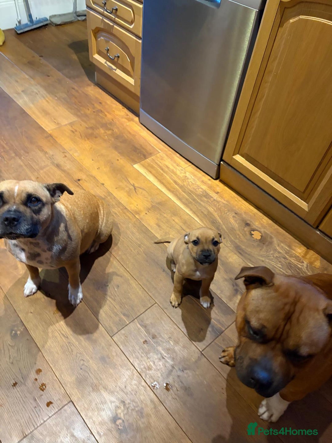 Staffordshire Bull Terrier dogs for sale: Stunning red staffie puppy - Image 4