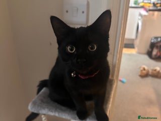 Mixed Breed cats Playful black kitten (need gone ASAP) - Advert 1