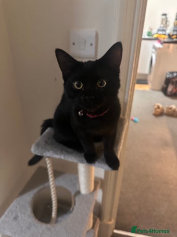 Mixed Breed cats Playful black kitten (need gone ASAP) - Advert 4
