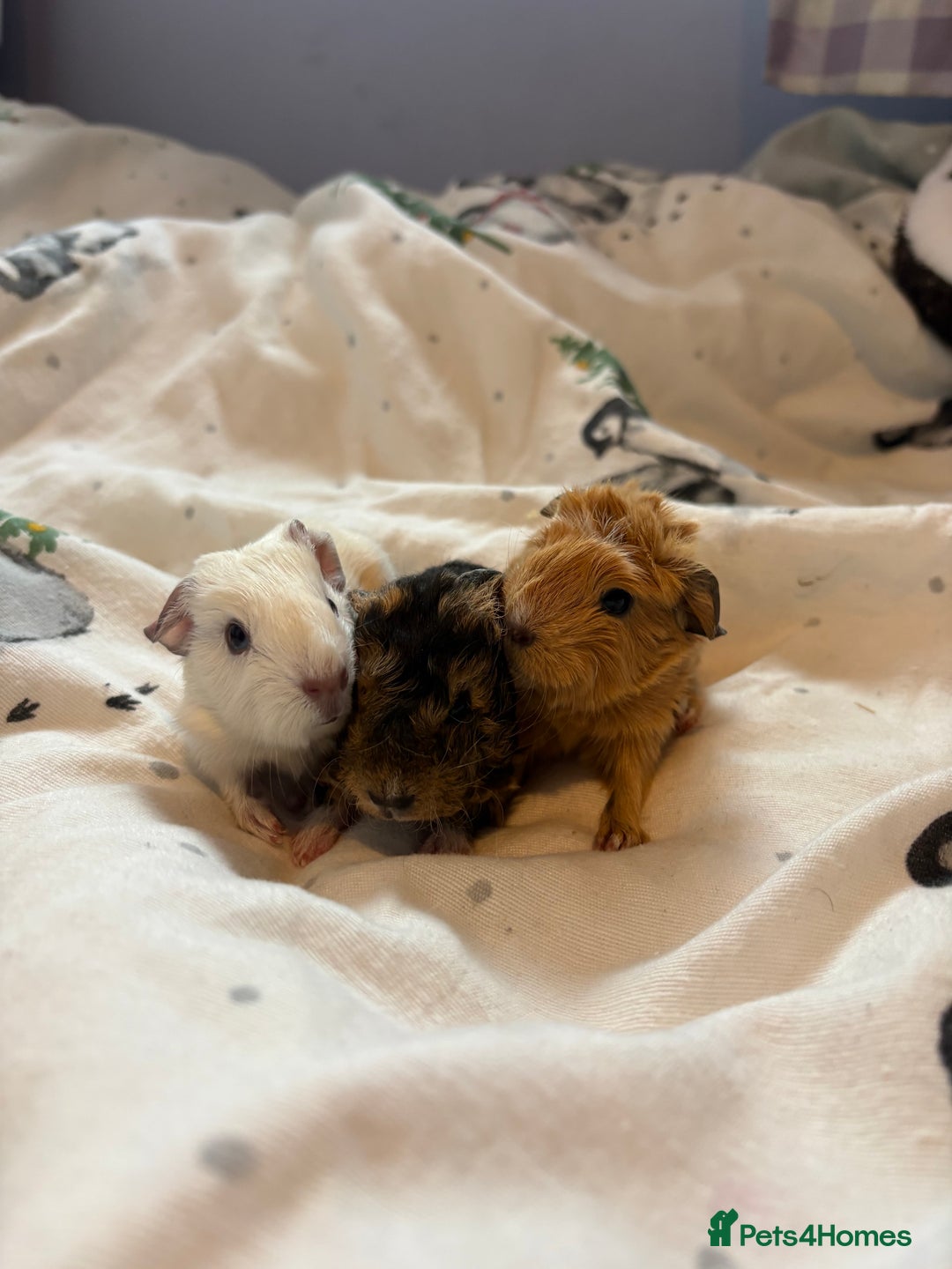 Guinea Pig rodents for sale: Beautiful baby guniea pig for sale Girls & Boys - Advert 10