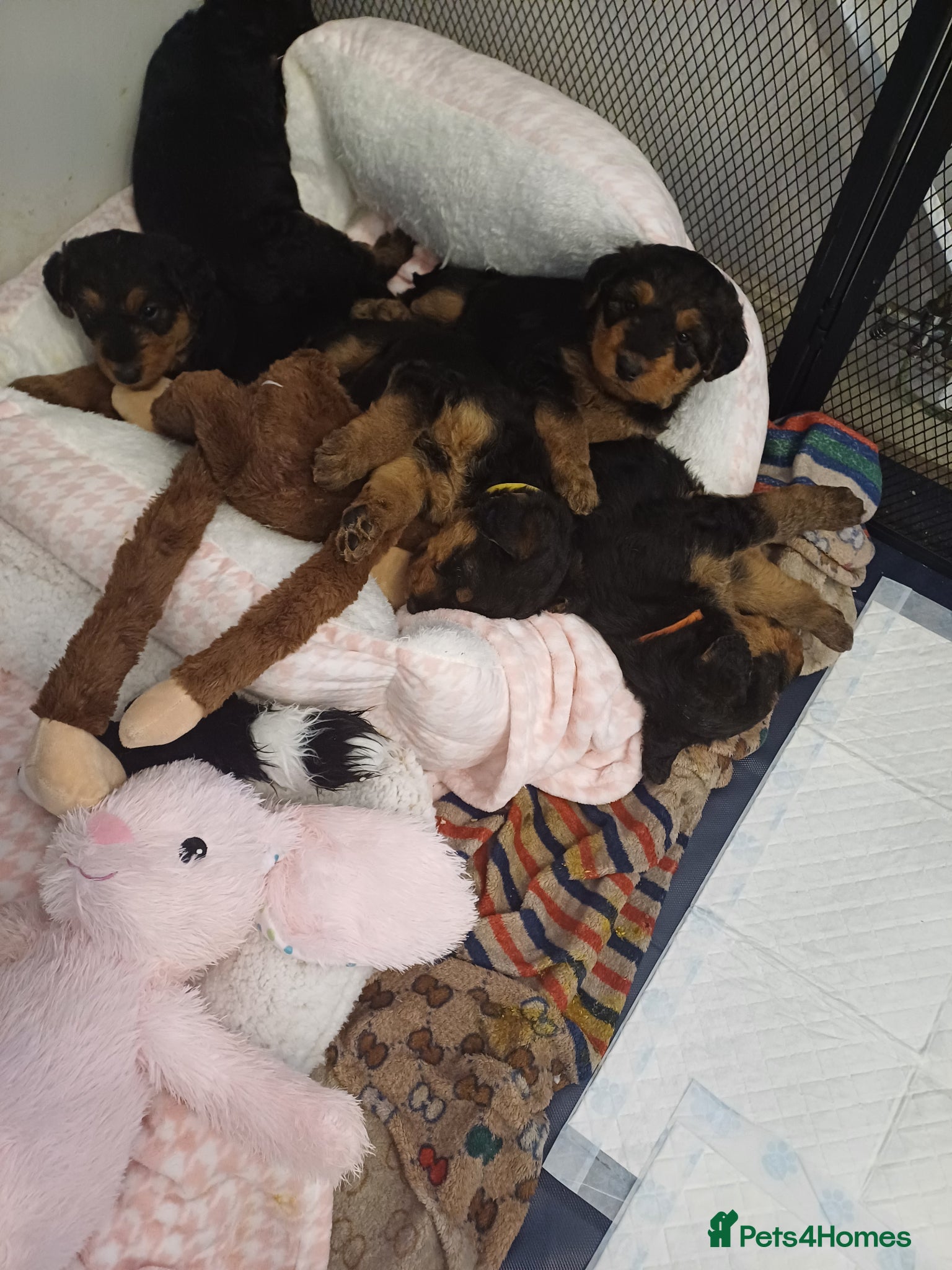Airedale Terrier dogs Airedale terrier puppies  - Advert 2