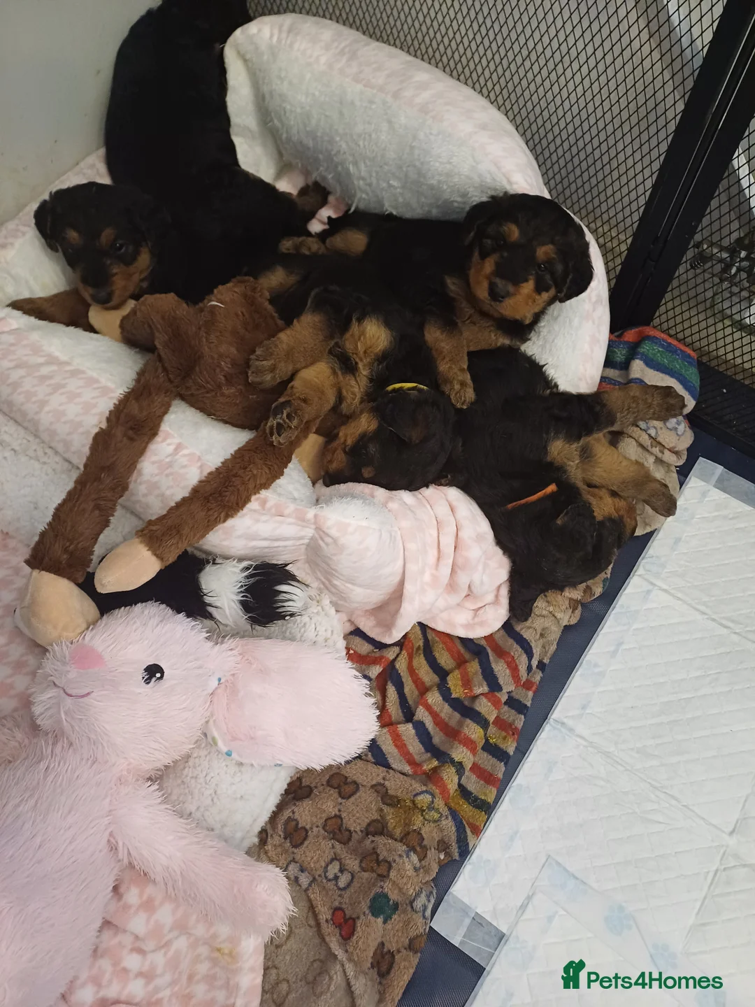 Airedale Terrier dogs for sale: Airedale terrier puppies  - Advert 2