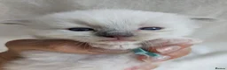Ragdoll cats for sale: Ragdoll kittens GCCF reg.  - Advert 12