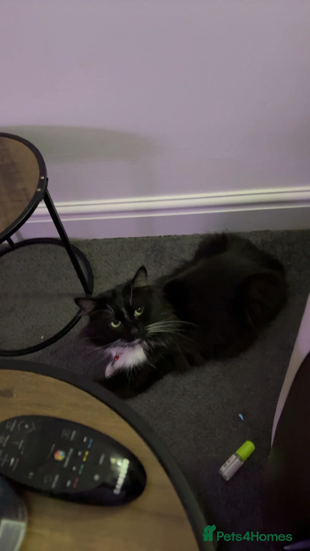 British Longhair cats for sale: British tuxedo longhair cat. in Chester - Advert 3