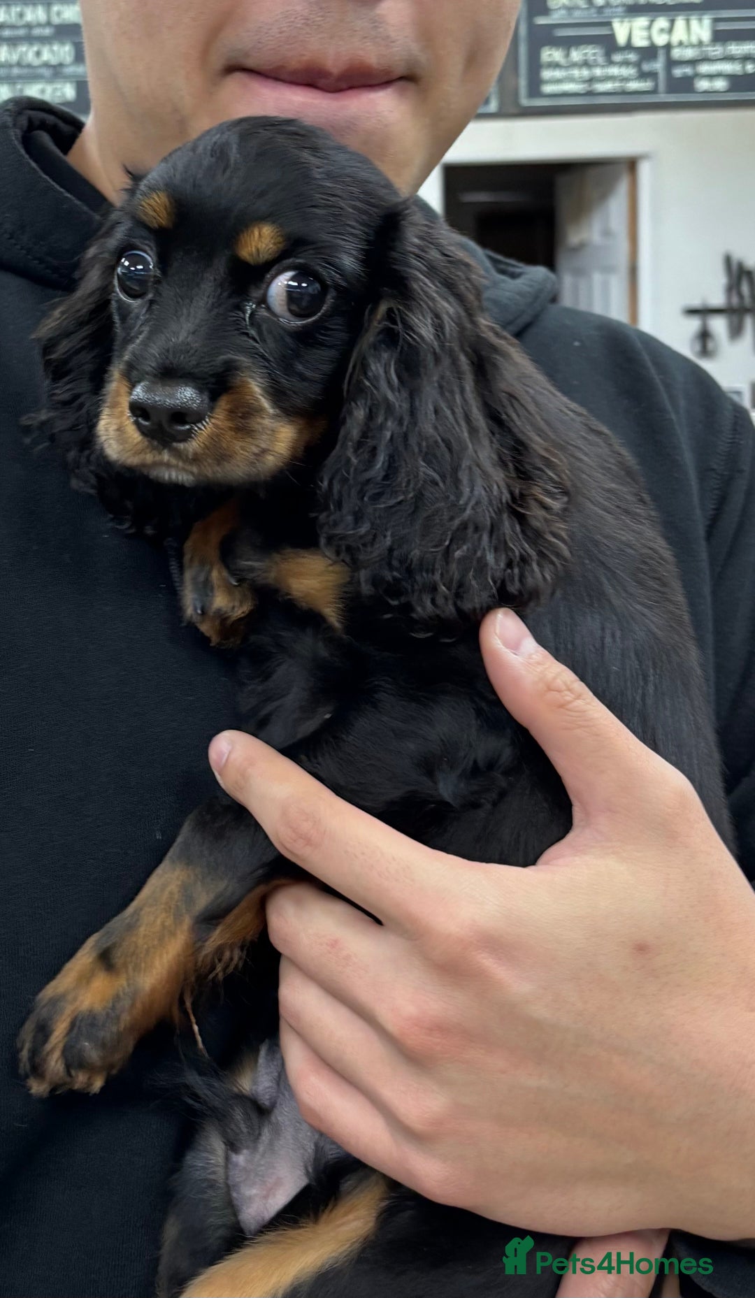 Cavalier King Charles Spaniel dogs for sale: King Charles spaniel boy 💕 - Advert 1