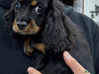 Cavalier King Charles Spaniel dogs for sale: King Charles spaniel boy 💕 - Advert 1