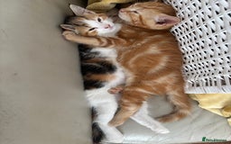 Mixed Breed cats for sale: 1/4 Maincoon dog friendly kittens - Image 7