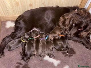 Sprocker dogs Sprocker Puppies for Sale, Mother Pure Bred Cocker - Advert 3