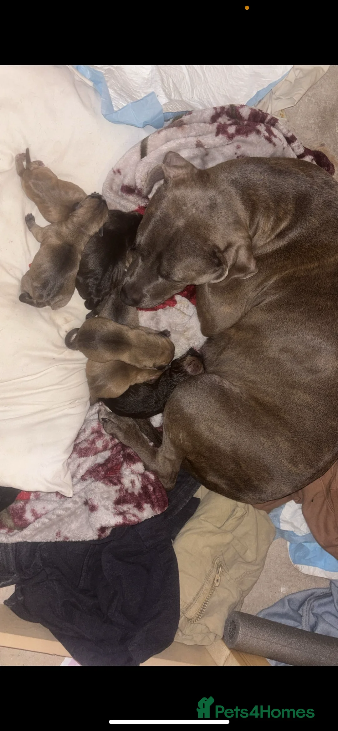 Mixed Breed dogs for sale: blue staff cross american bulldog  - Advert 25