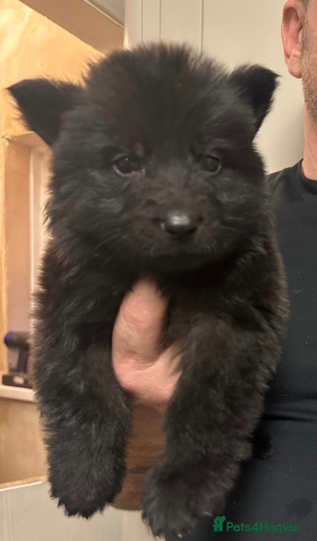 German Shepherd dogs for sale: Stunning German shepherd pups  - Image 12