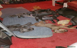 Cane Corso dogs for sale: 5 cane corso larege pupys - Image 12