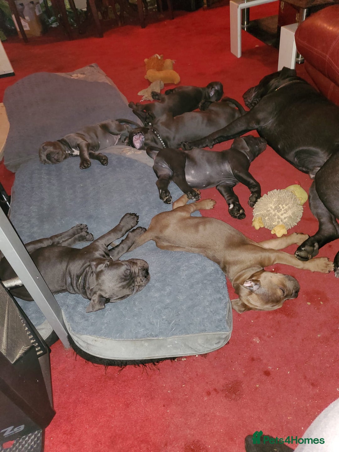 Cane Corso dogs for sale: 5 cane corso larege pupys - Image 12