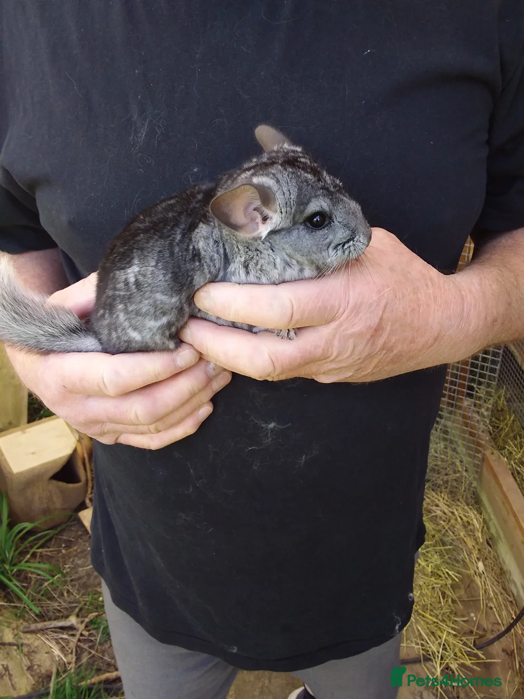 Chinchilla rodents for sale: Two lovely boys  - Advert 2