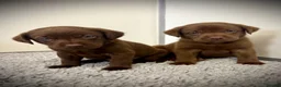 Labrador Retriever dogs for sale: RKC Registered Chocolate Labrador Puppies - Advert 4