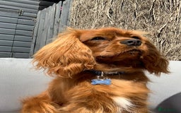 Cavalier King Charles Spaniel dogs for stud: Ruby Cavalier King Charles Spaniel for Stud duties - Image 9