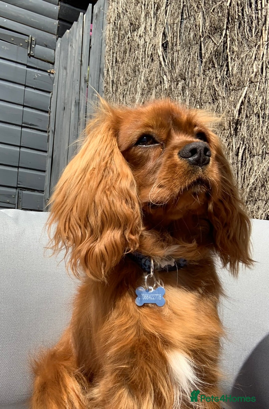 Cavalier King Charles Spaniel dogs for stud: Ruby Cavalier King Charles Spaniel for Stud duties - Image 9