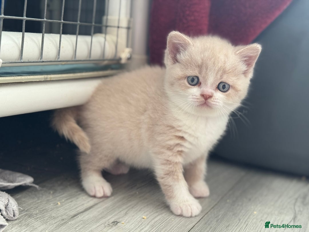 British Shorthair cats for sale: Beautiful gccf British short hair kittens  - Image 1