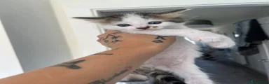 Norwegian Forest Cat 2