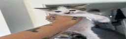 Norwegian Forest Cat cats for sale: 4 fluffy Norwegian Forrest cats  - Advert 3