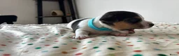 Jack Russell dogs for sale: Miniature Jack Russell’s looking for new homes  - Advert 9