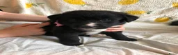 Mixed Breed dogs for sale: 1 beautiful boys left from litter of 6 - Advert 7