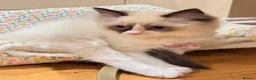 Ragdoll cats for sale: Adorable little Ragdolls  - Advert 12