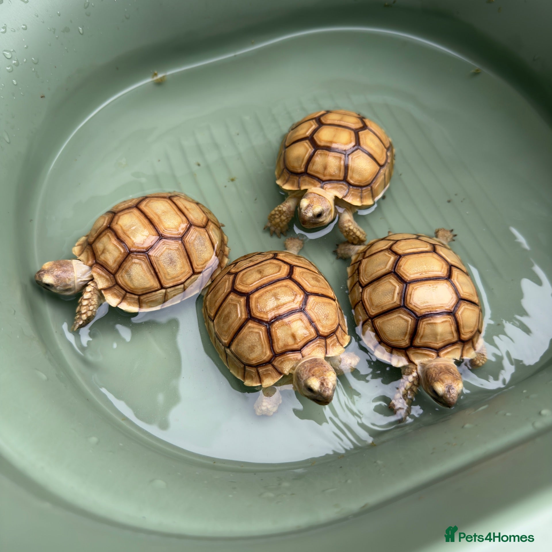 Tortoise reptiles 🐢 VARIOUS TORTOISES 🐢 - Advert 2