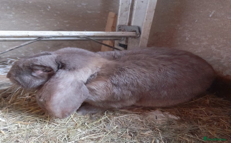 French Lop rabbits - Advert 1