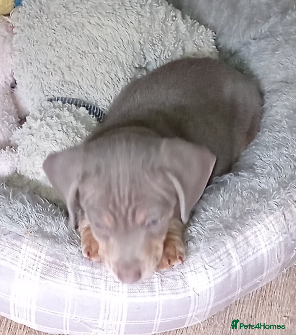 Chiweenie dogs Beautiful Chiweenies - Advert 2