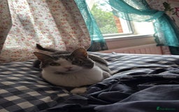 Domestic Shorthair cats for sale: Two cats for rehoming (for free ignore the price)  - Image 1