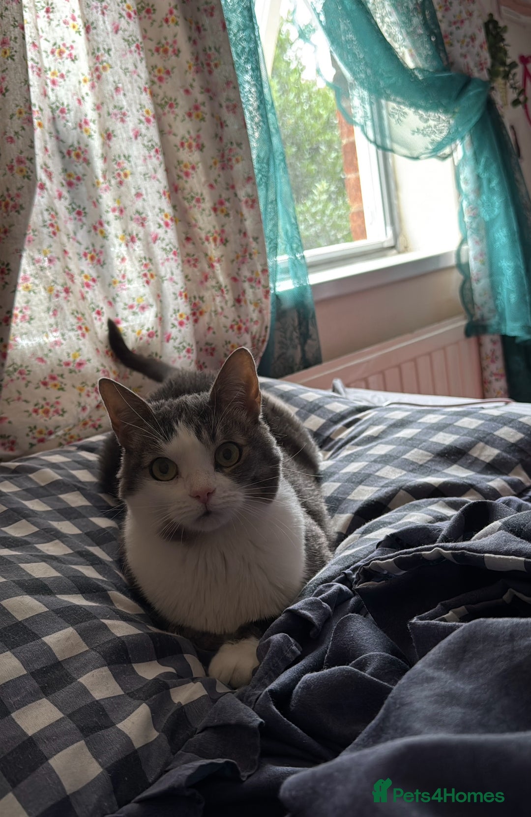 Domestic Shorthair cats for sale: Two cats for rehoming (for free ignore the price)  - Image 1
