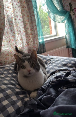 Domestic Shorthair cats - Advert 15