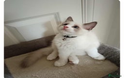 Ragdoll cats for sale: Kitten Ragdoll bicolor 1 boy. - Image 8
