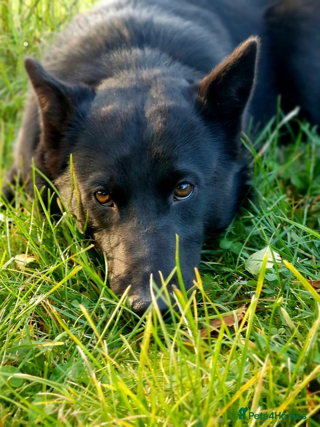 Mixed Breed dogs for adoption: 💖🐶 ALPHA 🐶💖 - Advert 5