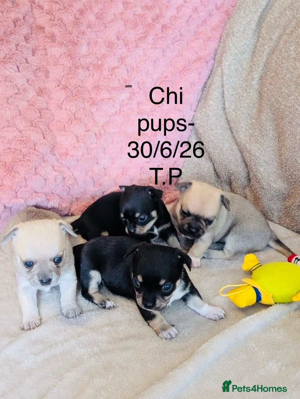 Chihuahua dogs Beautiful Pedigree Chihuahua Puppies,2 Boys2 Girls - Advert 2