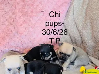 Chihuahua dogs Beautiful Pedigree Chihuahua Puppies,2 Boys2 Girls - Advert 1
