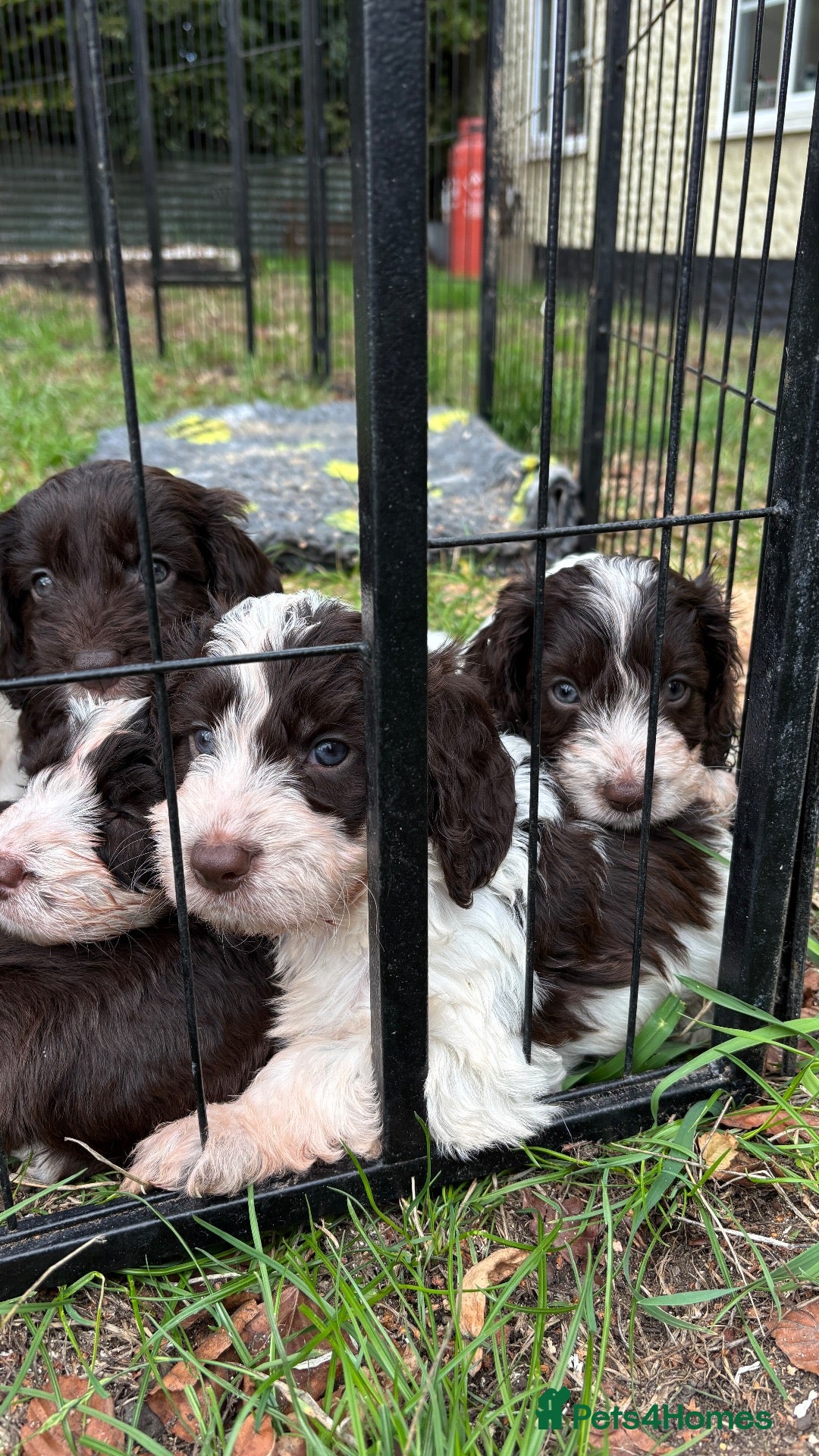Cockapoo dogs ❤️Top Quality Teddy Bear Cockapoo pups  - Advert 2