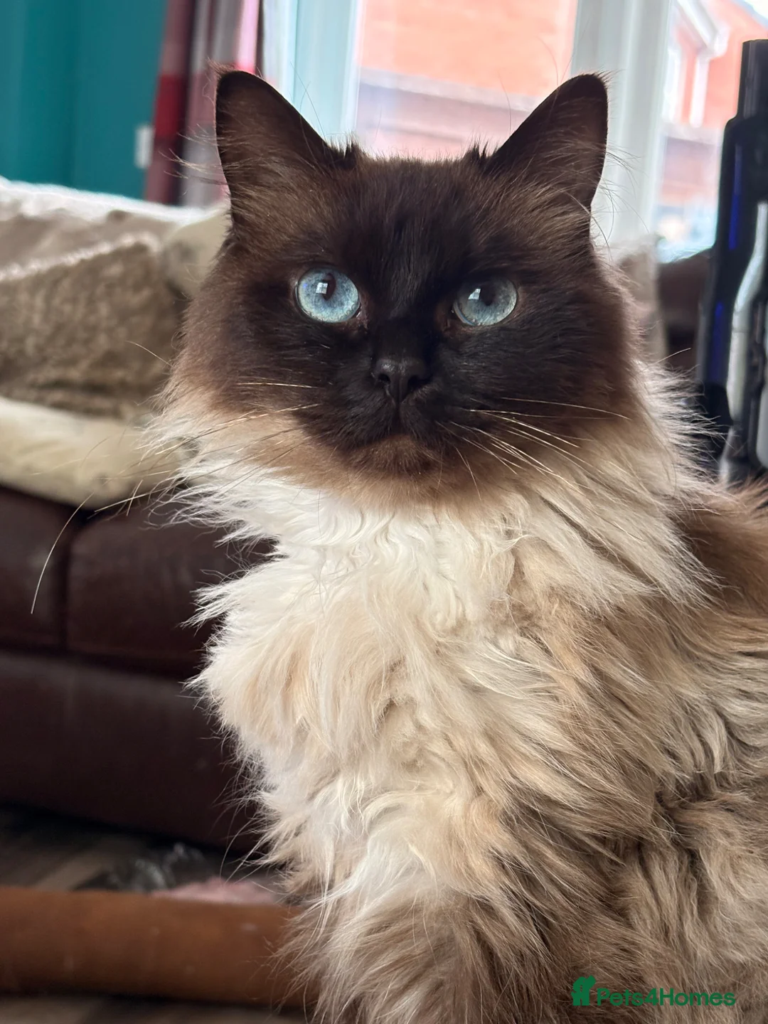 Ragdoll cats for sale: Female Ragdoll  - Advert 1