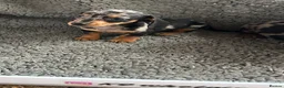 Dachshund dogs for sale: 2 gorgeous dappled and 1 brown Dachshund puppies  in Godalming - Advert 3