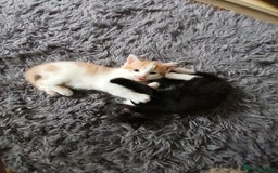 Mixed Breed cats for sale: Beautiful kittens ready  - Image 11