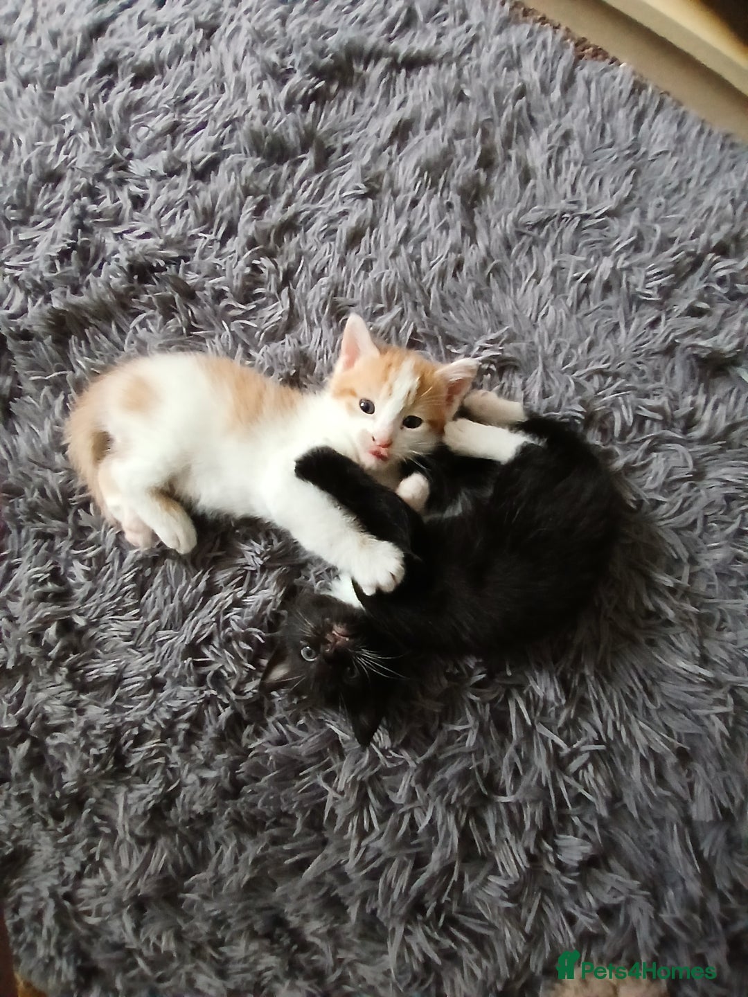 Mixed Breed cats for sale: Beautiful kittens ready  - Image 11